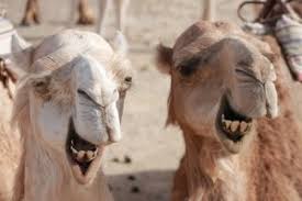 Maybe you would like to learn more about one of these? Diferencias Entre Camellos Y Dromedarios Mis Animales