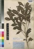 Image result for Rhabdophyllum