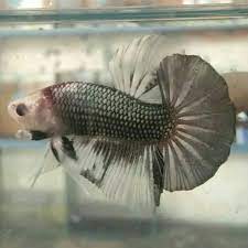 Salah satu karakteristiknya yang unik dan cantik terdapat pada ekornya yang berbentuk seperti kipas. 29 Harga Ikan Cupang Cooper Pics
