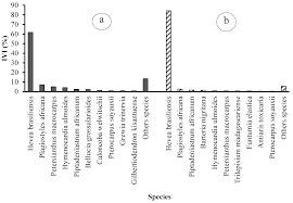 Image result for Pachylobus osika