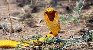 Die weltgesundheitsorganisation, who, hat weltweit daten zu schlangenbissen erhoben. Giftschlangen Weltweiter Engpass Bei Gegengift