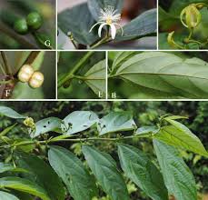 Image result for Grewia