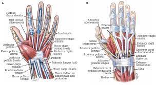 These muscles travel towards the hand, where they eventually connect to the extensor tendons before crossing over the back of the wrist joint. Racgp Hands Fingers Thumbs Assessment And Management Of Common Hand Injuries In General Practice