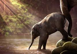 424 kostenlose bilder zum thema afrikanischer elefant. Mindful Monday Mit Der Zsb Achtsam In Die Neue Woche Starten Europa Universitat Viadrina Euv