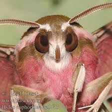 Image result for Hypselodelphys