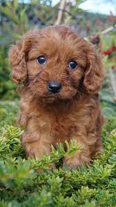 Breeds Cute Dogs Puppies Cavapoo Puppies