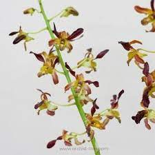 Dendrobium Rambo Is A Hybrid Dendrobium Orchid Also Called As The Corkscrew Orchid Or The Twisted Petal Orchid Fl Dendrobium Orchids Orchids Types Of Orchids