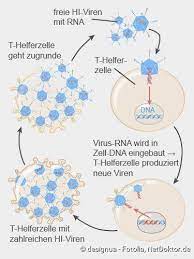 Ich wollte mal fragen, wann ich mich jetzt testen lassen soll. Aids Und Hiv Beschreibung Symptome Behandlung Netdoktor