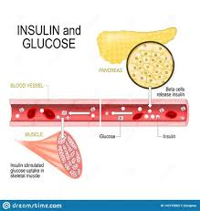 In brief, three prolonged fasted obese subjects were given 20 units of insulin infused over 24 hours while serum insulin and glucagon, and blood bhb. Use Of Glucagon And Ketogenic Hypoglycemia Pathophis Of Carbohydrates And Lipids Metabolism Hypoglycemia Unawareness Is When Your Brain Becomes Less Able To Recognize Hypoglycemia And It Does Not Produce Symptoms