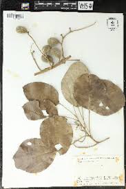 Image result for Anisocycla