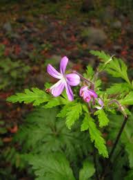 Image result for Geranium aculeolatum