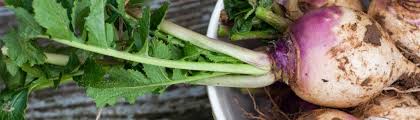 This is integral to maintaining your organization. Turnip Seed To Harvest Urban Farmer Seeds