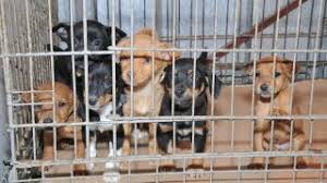 Where are the puppy mills in new york? Florida Say No To Puppy Mills Animal Legal Defense Fund