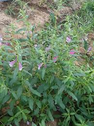 Image result for Sesamum angustifolium