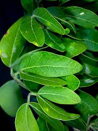 Image result for Pithecellobium dulce