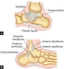 Muscle soreness most often results from an overuse injury or from some sort of tension 7. Jaypeedigital Ebook Reader