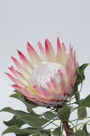 Image result for Protea madiensis