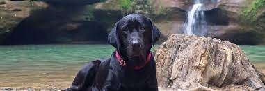 Check spelling or type a new query. Labs 2 Love Inc A Northern California Labrador Rescuelabs 2 Love Rescue Save A Life Adopt A Labrador