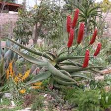 Image result for Aloe excelsa