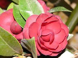 Camellia Japonica Camellia Japonica Rose