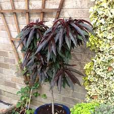 A beautifully symmetrical shaped tree its foliage has a delightfully rich burgundy colouration. Prunus Persica Crimson Bonfire Peach Crimson Bonfire In Gardentags Plant Encyclopedia