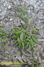 Image result for Paspalum conjugatum