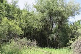 Image result for Combretum imberbe