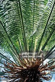 Image result for Cycadaceae