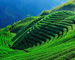 2011生活美學建國百年中臺灣之美 美景采風 tea farm psychoactive plants taiwan