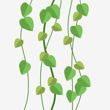 الأخضر النبات فروع كرمة الروطان الكرمة أوراق على شكل قلب أوراق على شكل قلب نمط زخرفي الصغيرة الطازجة Png وملف Psd للتحميل مجانا