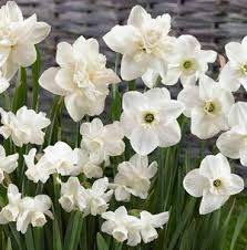 Narcissus White Mix Narcissus Various Groups All White Mixture From Netherland Bulb Bollen