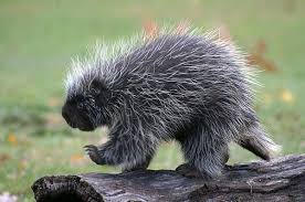 The Porcupine Walk By Cheryl Cencich Animals Wild Animals Animals Beautiful