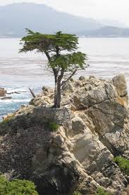 Image result for Cupressus macrocarpa