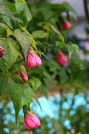 Image result for Abutilon sonneratianum