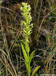 Image result for Habenaria disparilis