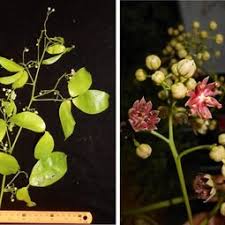 Image result for Hernandiaceae