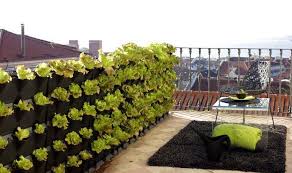 Brise Vue Vegetal Cachez Au Naturel Potager Vertical Jardins Potagers Verticaux Jardins