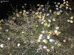 Image result for Gardenia subacaulis