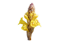 Image result for Cistanche tinctoria