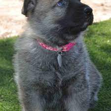 Please visit craigslist from a modern browser. German Shepherd Puppies Tucson Pets Lovers