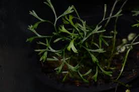 Image result for Elaphoglossum spathulatum