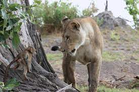 A Lioness Captures A Baby Baboon And Does The Unexpected