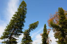 Image result for Araucaria columnaris