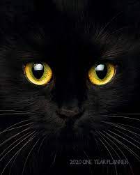 Discover more posts about cat with yellow eyes. 2020 One Year Daily Planner Black Cat Furbaby Good Luck Yellow Eyes Whiskers Daily Weekly Monthly View Pretty Nifty Calendar Organizer One 1 8x10 12 Month Simple Pretty