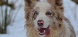 Border Collie Cinsi Kopek Bakimi Ve Ozellikleri