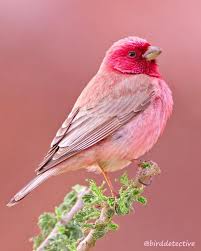 Turkce English Birddetective Durur Mu Hemen Yapistirmis Cevabi Alin Size Pembe Serce Konuyu Bilmeyen Arkadaslar Kus Resimleri Guzel Kuslar Hayvanlar