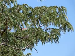 Image result for Brachystegia boehmii