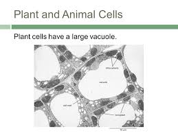 Plant cells have large vacuoles as compared to animal cells. Observing The Difference Between Plant And Animal Cells September Ppt Download