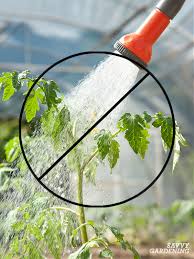 Otherwise, plan to water your garden at least two to three times per week. How Often Do You Water Tomato Plants In Garden Beds Or Pots