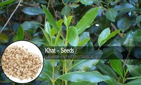 Image result for Catha edulis